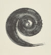 La Espiral. Naturaleza, Simbología y Cosmos de Martín Chirino