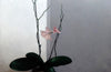 Flor de Gonzalo Sicre
